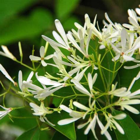 夜來香植物|夜来香（夹竹桃科夜来香属植物）